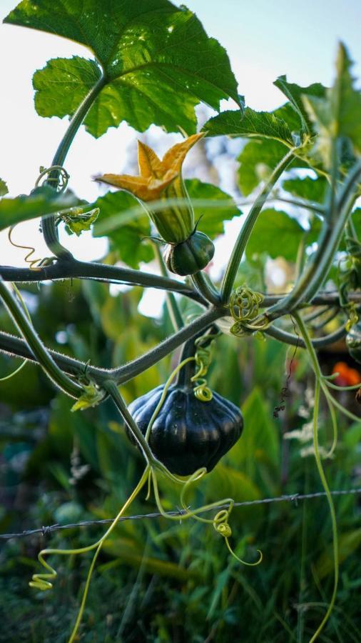 فندق بوغوتافي  Palu Eco Aldea المظهر الخارجي الصورة